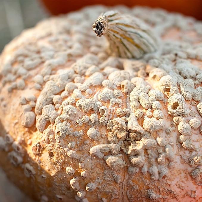Pumpkin Garden Seeds - Galeaux d Eysines - 1 oz (Treated) Seeds - Non-GMO, Heirloom Decorative Pumpkins - Pink Skin with Bumps