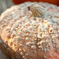 Pumpkin Garden Seeds - Galeaux d Eysines - 1 oz (Treated) Seeds - Non-GMO, Heirloom Decorative Pumpkins - Pink Skin with Bumps