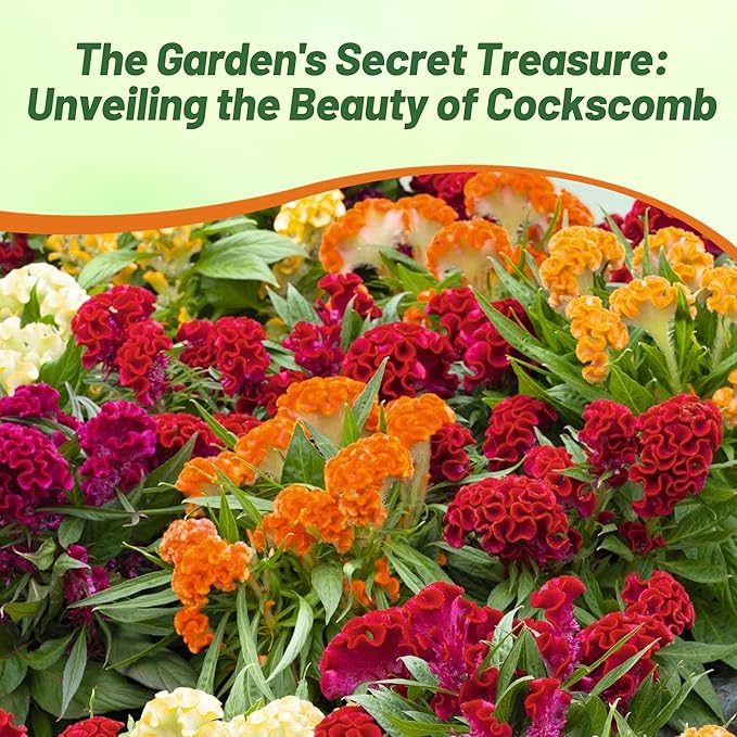 Outsidepride Mix Cockscomb Seeds - 1000 Pcs Annual Dwarf Celosia Flower Seeds for Planting, Easy to Grow, Heat & Drought-Tolerant Exotic Flowers with Wavy Crests for Colorful Gardens
