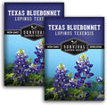 Texas Bluebonnet Seeds for Planting - 2 Packets with Instructions to Plant & Grow Lupinus Texenisis in Your Home Wildflower Garden - Non-GMO Heirloom Variety- Survival Garden Seeds - Drought Resistant