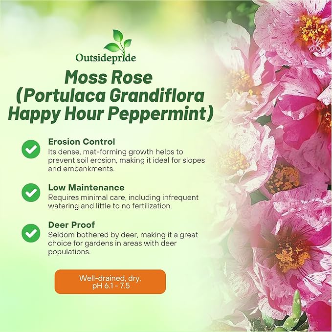 Outsidepride Peppermint Moss Rose Seeds - 250 Pcs Annual, Drought & Heat Tolerant, Pollinator Friendly Ground Cover Seeds for Planting w/Vibrant Blooms & Succulent Foliage, Ideal for Xeriscaping