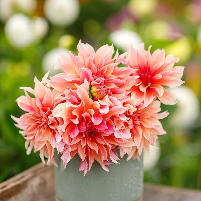 Eden Brothers Dahlia Bulbs (Decorative) - Labyrinth, Non-GMO Bulbs for Planting, 2 Bulbs | Low-Maintenance Flower Bulbs, Plant During Spring, Zones 8, 9, 10, 11