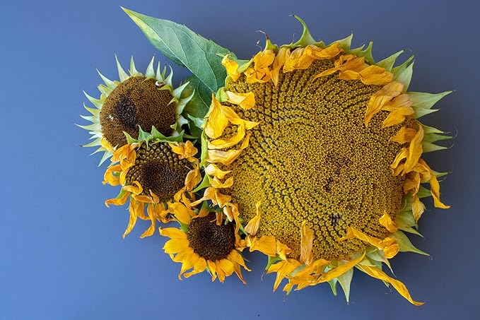Mammoth Sunflower Seeds for Planting - Grow Giant Sun Flowers in Your Garden - 50 Non GMO Heirloom Seeds - Full Planting Instructions for Easy Grow - Great Gardening Gifts (2 Packets)