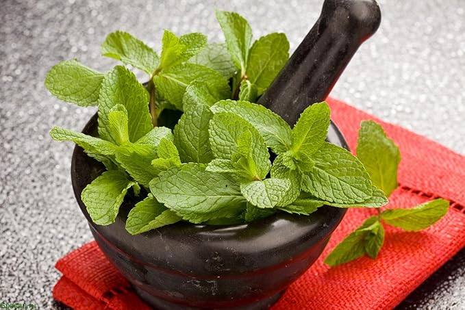 CEMEHA SEEDS - Peppermint Mentha Mint Plant Non GMO Herbs for Planting 1000 Seeds