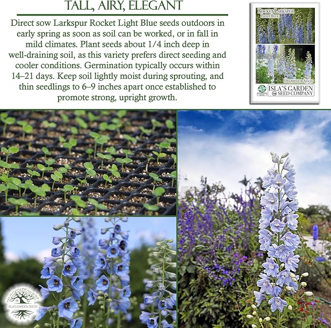 Larkspur Rocket Light Blue Flower Seeds (Delphinium ajacis) – 250+ Heirloom Non-GMO Seeds by Isla’s Garden Seeds, Tall Spikes for Cut Flowers, Cottage Garden Favorite, Cool-Season Annual Blooms