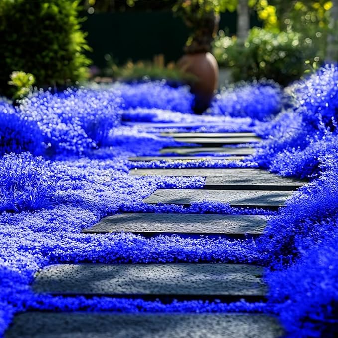 20500+ Magic Blue Creeping Thyme Seeds for Planting Ground Cover Plants Perennial Thyme Non-GMO Thymus Serpyllum Seed Heirloom Carpet Creeping Flowers Seeds
