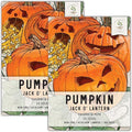 Seed Needs, Jack O' Lantern Pumpkin Seeds - 25 Heirloom Seeds for Planting Cucurbita Pepo - Non-GMO & Untreated, Great for Carving at Halloween (2 Packs)