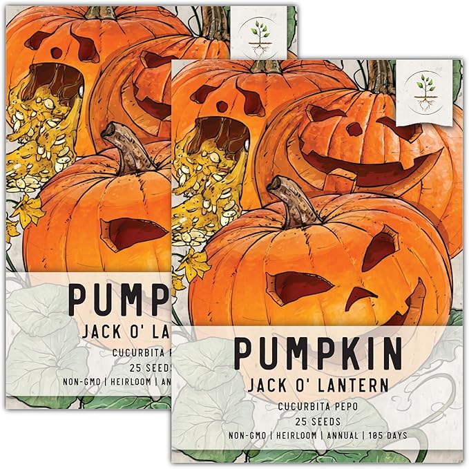 Seed Needs, Jack O' Lantern Pumpkin Seeds - 25 Heirloom Seeds for Planting Cucurbita Pepo - Non-GMO & Untreated, Great for Carving at Halloween (2 Packs)