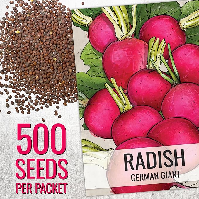 Seed Needs Radish Seeds for Planting German Giant Radishes - Non-GMO, Heirloom & Untreated - Grow a Home Grown Vegetable Garden - Cool Weather Crops (2 Packs)