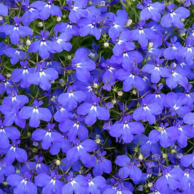 Eden Brothers Lobelia Seeds - Blue Carpet