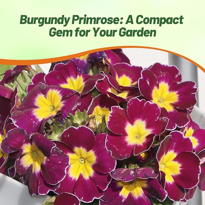 Outsidepride Danova Burgundy Bicolor Common Primrose Seeds - 25 Pcs Annual, Hardy, Easy to Grow & Low Maintenance Flower Seeds for Planting Vibrant Blooms, for Containers, Borders & Erosion Control