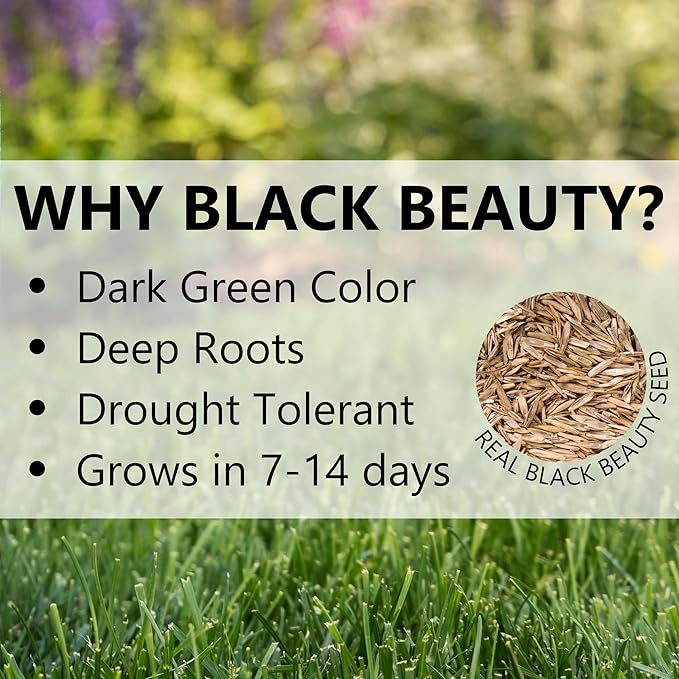Jonathan Green (10321) Black Beauty Ultra Grass Seed - Cool Season Lawn Seed (3 lb)