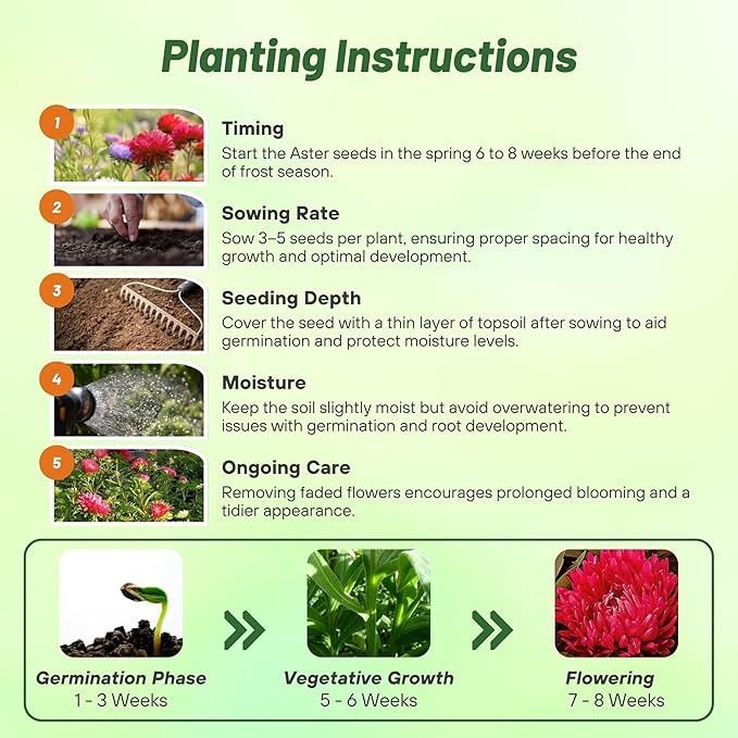 Outsidepride Paeony Aster Seeds - 1,000 Pcs Annual, Hardy & Pollinator Friendly Flower Seeds for Planting Vibrant Double Incurved Scarlet Petals, Ideal for Meadows & Aesthetic Gardens
