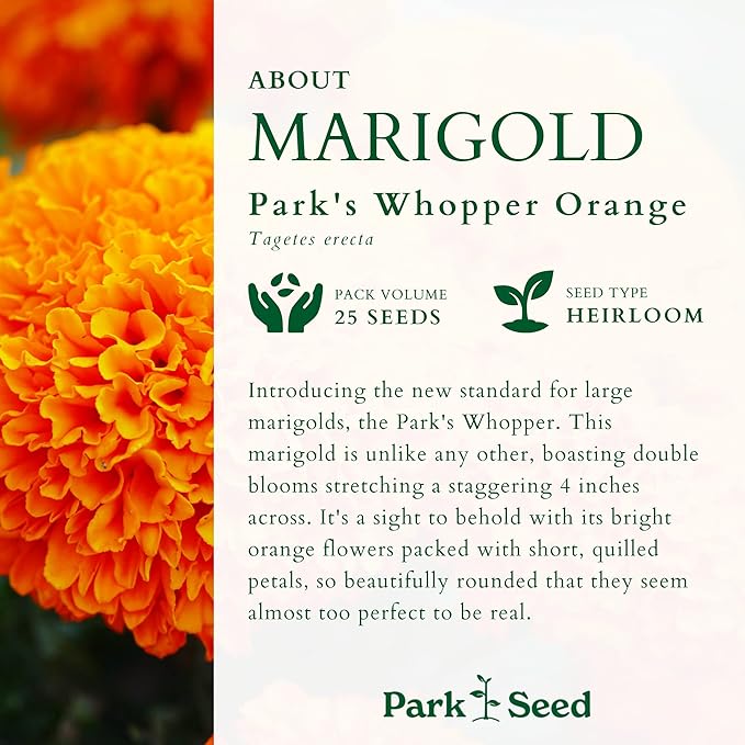 Park Seed Whopper Orange Marigold Flower Seeds – Giant 4-Inch Double Blooms, Bright Orange Color, Botrytis-Tolerant, Compact and Sturdy Plants for Beds, Borders, or Containers – Pack of 25