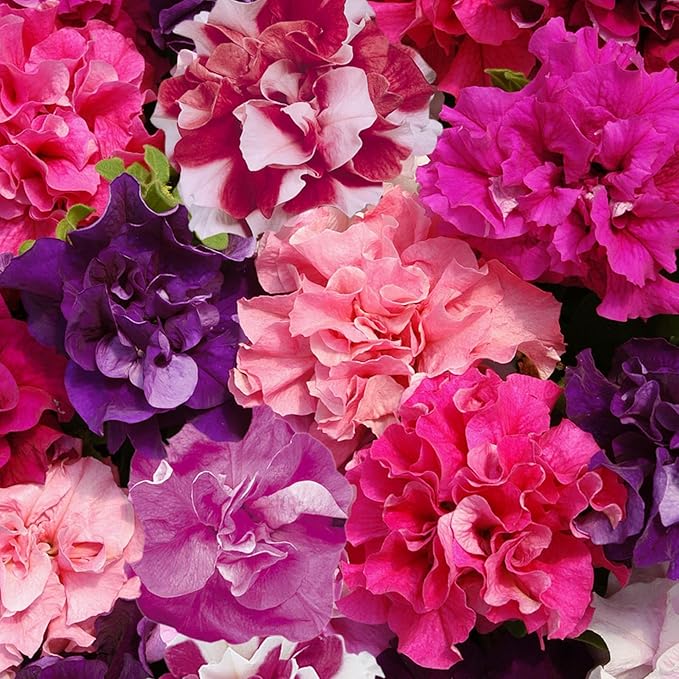 300+ Double Petunia Seeds for Planting Dwarf Wave Petunia Flower Non-GMO Heirloom Seeds for Home Garden