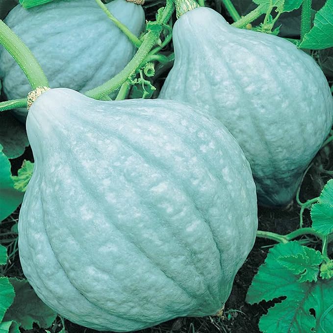 Blue Hubbard Winter Squash Garden Seeds - 1 Oz - Non-GMO, Heirloom - Vegetable Gardening Seed