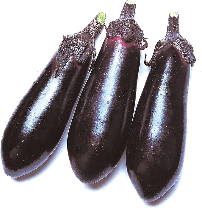 Eggplant Seeds - Money Maker 2 - Hybrid - 4 Oz ~25200 Seeds - Non-GMO, F1 Hybrid - Asian Garden Vegetable