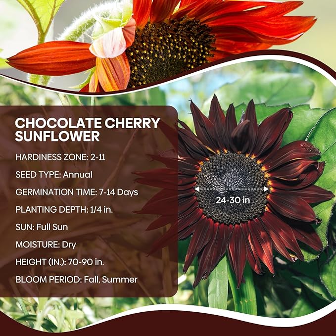 Groundio Chocolate Cherry Sunflower Seeds for Planting, 86+ Helianthus Annuus Seeds, 6-8ft Giant Non-GMO Burgundy Black Flower for Your Garden