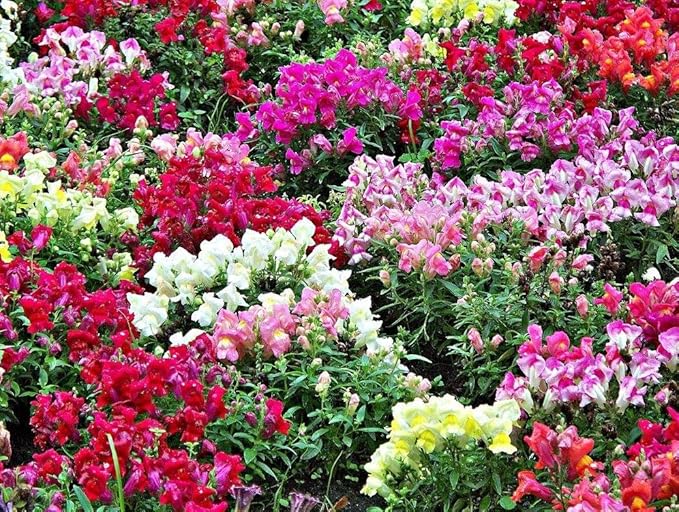 KIRA SEEDS - Seeds Dwarf Low Snapdragon Mix - Annual Flowers for Planting - GMO Free