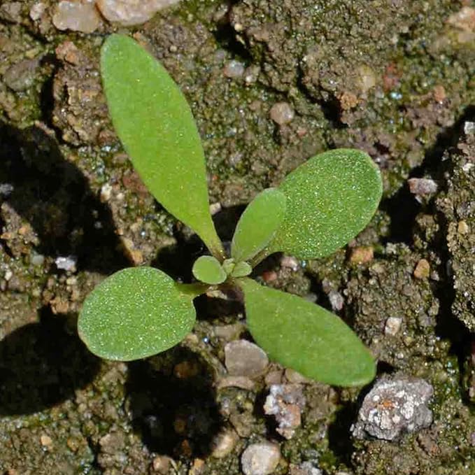 Seed Needs Dwarf Pink Alyssum Seeds for Planting - Heirloom & Open Pollinated Flower Seed to Plant Low Growing Tender Perennial Flowers for Rock Gardens, Pots & Containers (2 Packs)