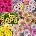Gerbera Daisy Seeds - 300 Pcs Perennial, Cold Hardy & Low Maintenance, Vibrant Blooms for Garden Landscaping & Cut Flower Arrangements