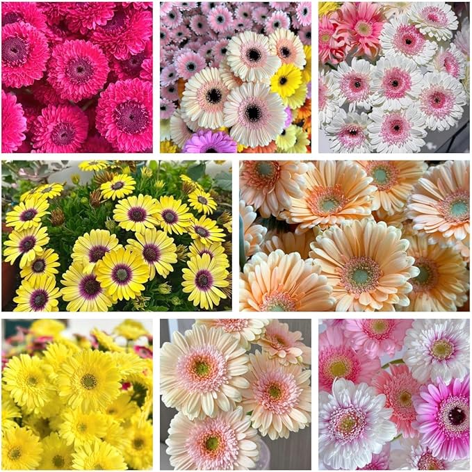 Gerbera Daisy Seeds - 300 Pcs Perennial, Cold Hardy & Low Maintenance, Vibrant Blooms for Garden Landscaping & Cut Flower Arrangements