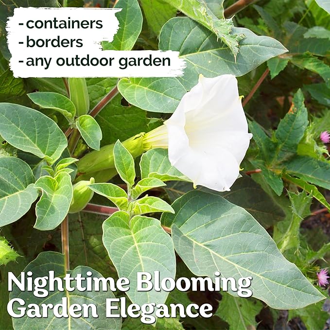 KVITER 40 White Moonflower Seeds – Moon Flower Seeds for Planting/Flower Seeds to Plant Outside – Ideal Flowering Bushes for Moon Garden, Night-Time Enchantment of Outdoor Garden
