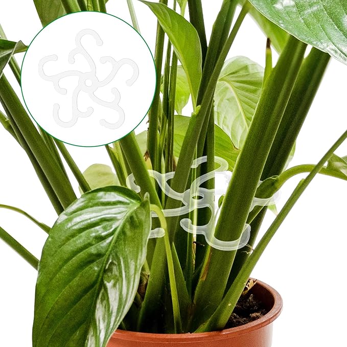 BOXOB 4pcs Plant Stem Support, 2 Sizes Climbing Houseplant Stem Holder Hook Monstera Support Plant Stabilizer for Indoor Outdoor Thriving Growth