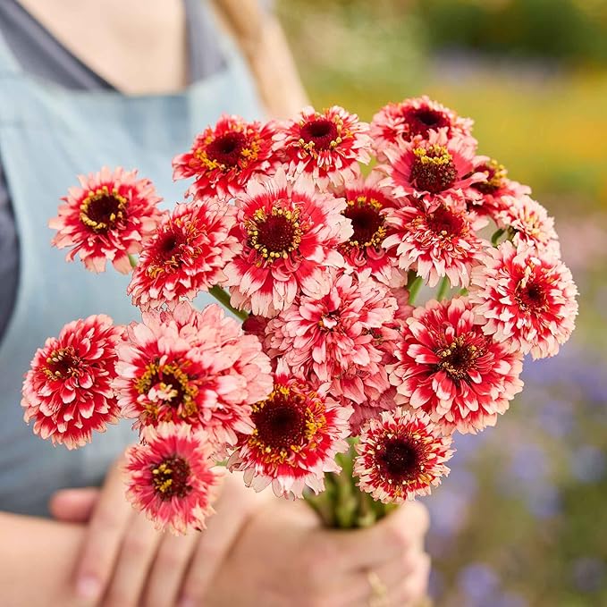 Eden Brothers Zinnia Seeds - Zinderella Fizz