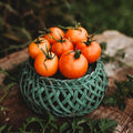 Jaune Flamme Tomato - 50 Seeds - Heirloom Orange Tomato, Popular Salad Tomato, Non-GMO, Heirloom French Tomato Seeds for Planting in The Home Garden, Thresh Seed Company