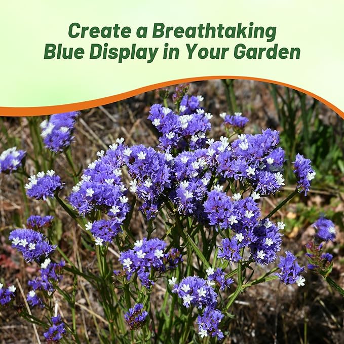 Outsidepride Blue Statice Flower Seeds - 2000 Pcs Annual Easy to Grow Drought Tolerant Flower Seeds for Floral Arrangements, Borders, & Pollinator Garden