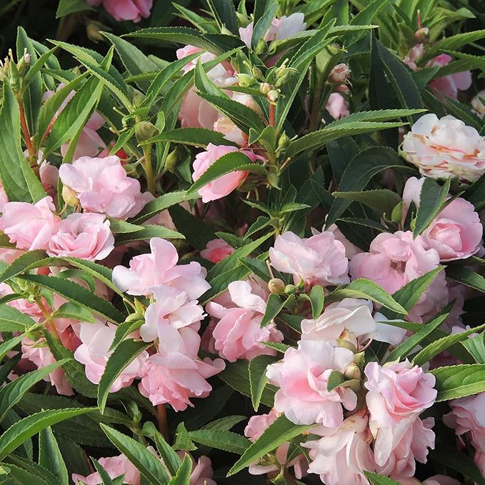 Dwarf Balsam Seeds for Planting, 500+pcs Perennial Double Balsam Flower Seeds Plants, Non-GMO Heirloom Rare Beauty Home Garden Blooms Flowers Plants for Outdoors