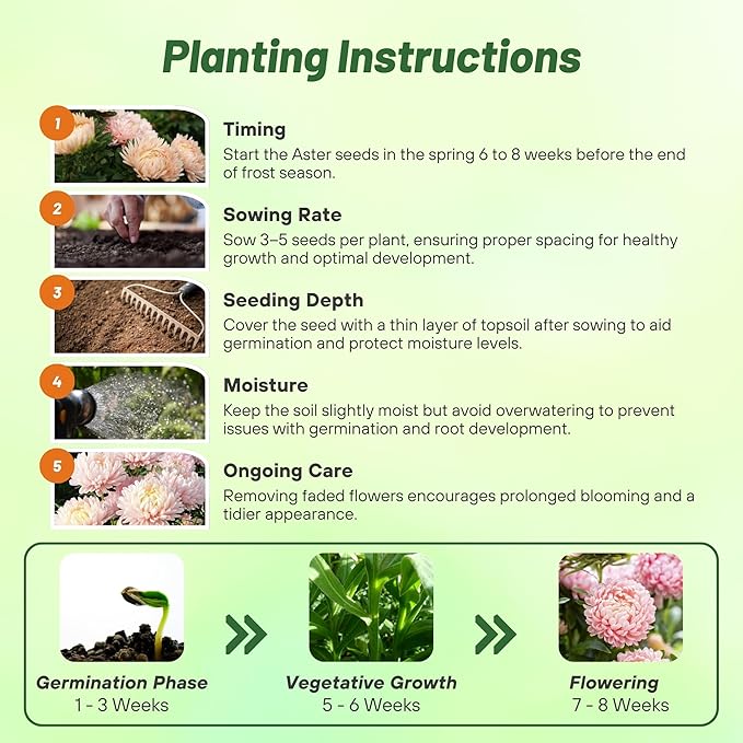 Outsidepride Paeony Aster Seeds - 2,000 Pcs Annual, Hardy & Pollinator Friendly Flower Seeds for Planting Vibrant Double Incurved Pink Petals, Ideal for Meadows & Aesthetic Gardens