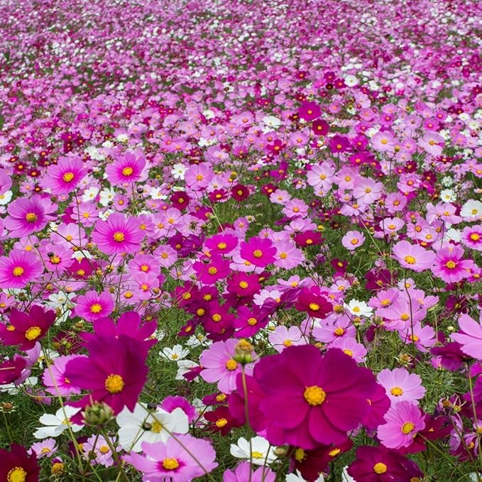 Outsidepride Sensation Mix Cosmos Bipinnatus Seeds - 1000pcs Annual, Drought-Tolerant, Self-Sowing, Mixed Flower Seeds for Planting Outdoors, Easy-Grow Pollinator Garden & Cut Flowers (AAS Winner)