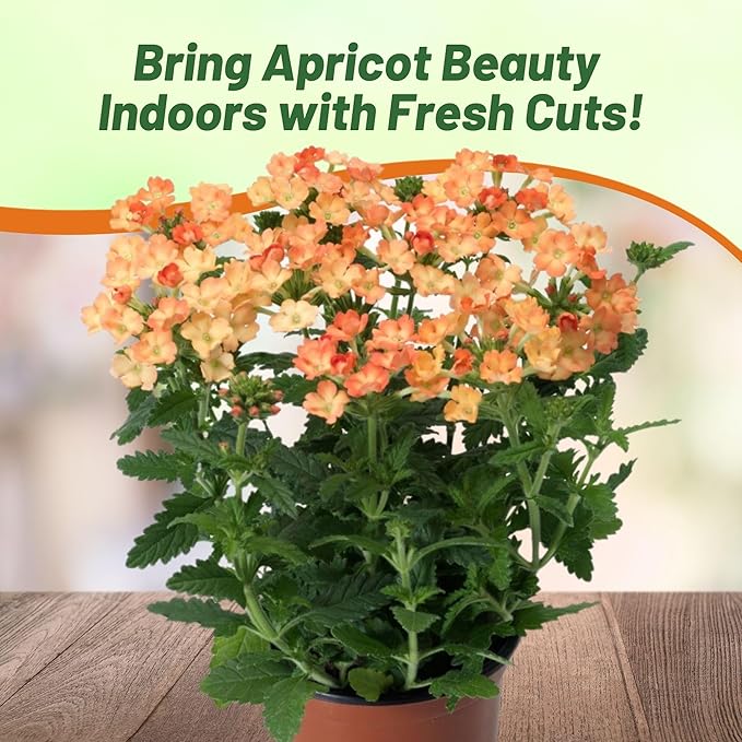 Outsidepride Apricot Verbena Seeds for Planting - 2000 Pcs. Annual, Drought Tolerant & Easy to Grow, Ground Cover with Fragrant & Vibrant Blooms for Window Boxes, Borders & Pollinator Gardens