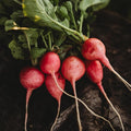 Pink Celebration Radish - 150 Seeds - Heirloom & Open-Pollinated Variety, Easy-to-Grow & Fast-Growing, Non-GMO Vegetable Seeds for Planting Indoors or Outdoors in The Home Garden, Thresh Seed Company