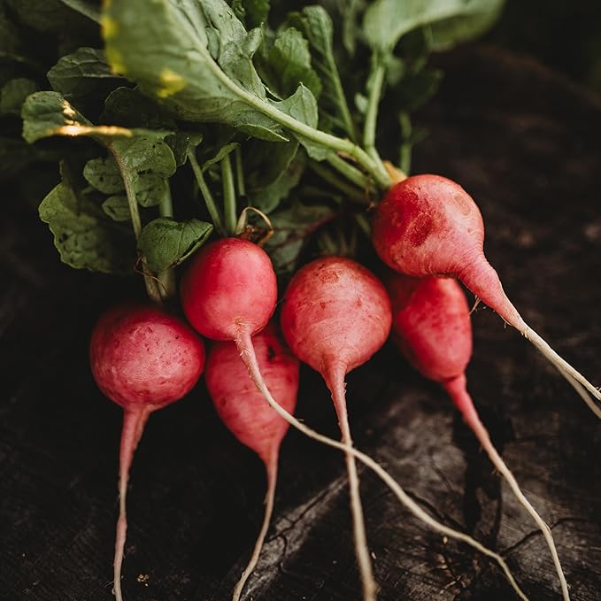 Pink Celebration Radish - 150 Seeds - Heirloom & Open-Pollinated Variety, Easy-to-Grow & Fast-Growing, Non-GMO Vegetable Seeds for Planting Indoors or Outdoors in The Home Garden, Thresh Seed Company