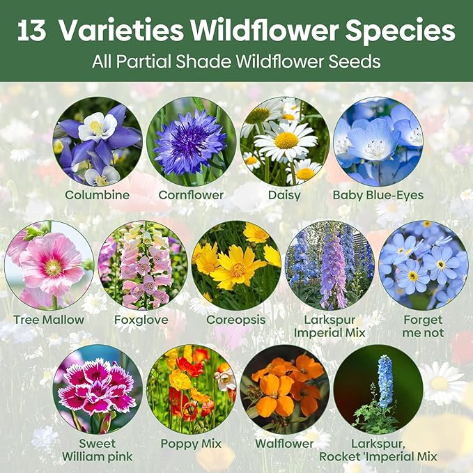 13 Varieties Partial Shade Wildflower Seeds, Mixed Annual and Perennial Flower Seeds for Garden, Yard, Container Planting, 1 Ounce