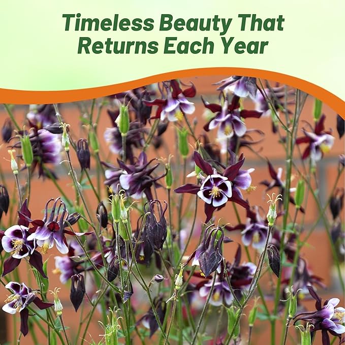 Outsidepride William Guinness Columbine Seeds - 2000 Pcs Perennial, Easy to Grow Flower Seeds for Planting, Suitable for Pollinator-Friendly Garden, Cut Floral Arrangements, Ground Covers, or Borders