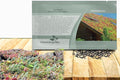 Outsidepride Roof Garden Sedum Seeds - 5000 Pcs Perennial Ground Cover Seeds for Planting, Cold-Hardy & Heat-Tolerant Succulent Plants, Ideal for Rock Gardens, Containers, and Xeriscaping