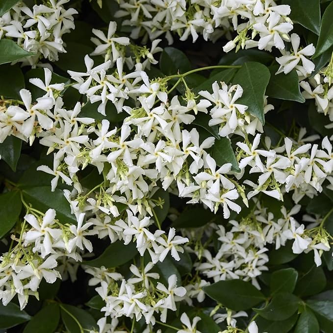 100+ Climbing Jasmine Flower Seeds for Planting Fragrant Plant Seeds Non-GMO Garden Home Jasmine Garden Balcony Climbing Flower