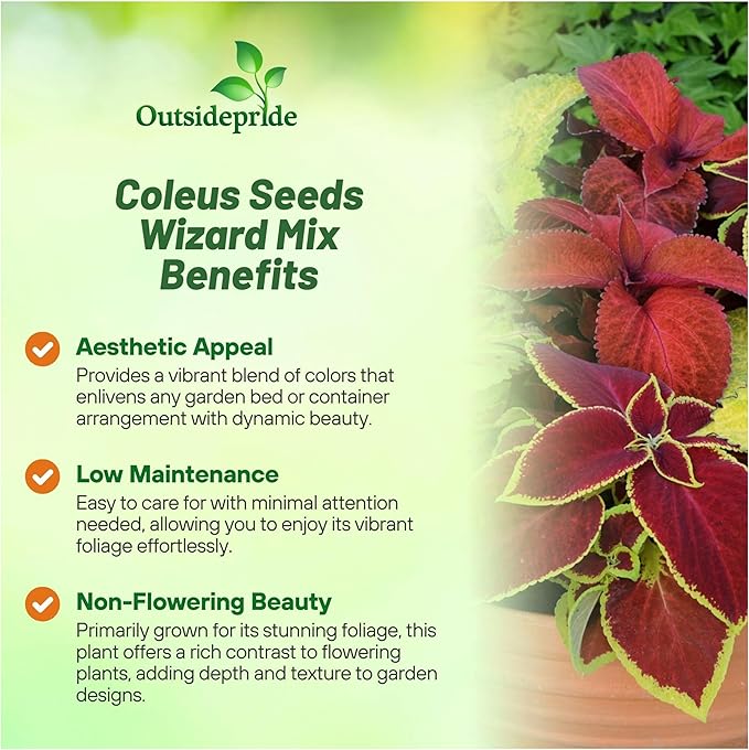 Outsidepride Wizard Mix Coleus Seeds for Planting - 200 Pcs Annual, Compact, & Easy to Grow, Flower Seeds with Serrated Foliage, Ideal for Shaded Areas, Containers, Borders, & Gardens