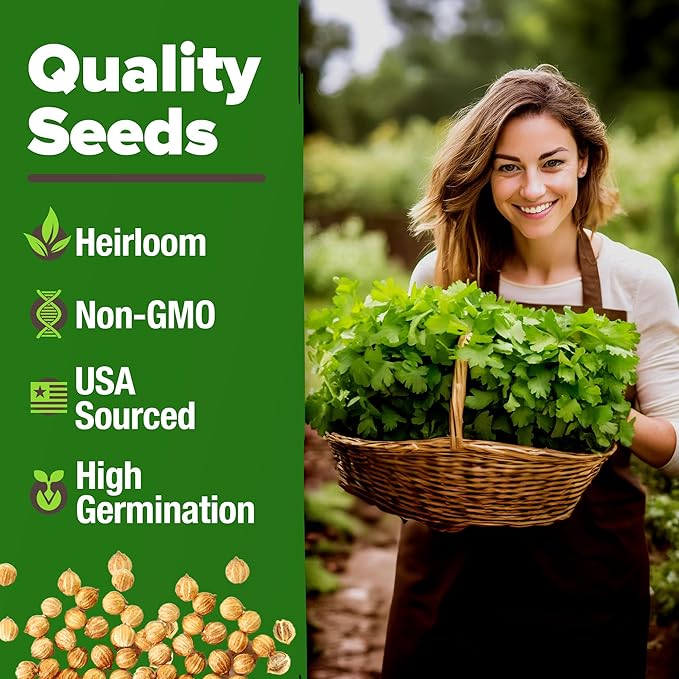 HOME GROWN Non GMO 500+ Cilantro Seeds for Planting Indoors or Outdoors - Heirloom Coriander Seeds, Grow Your Own Cilantro Plant - Culinary Herb Seeds for Your Herb Garden
