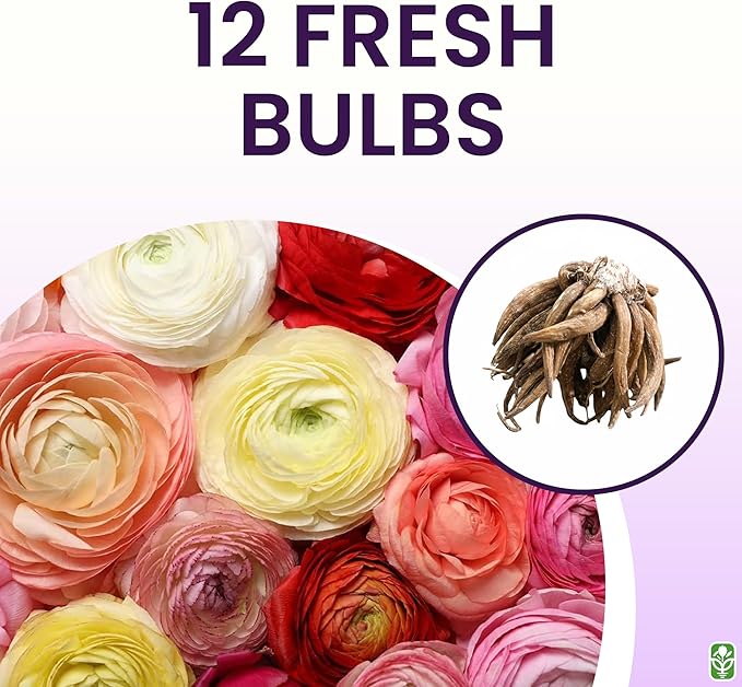 French Peony Mixed Ranunculus - 12 Largest Size Corms, Premium Ranunculus Bulbs, Vibrant Multicolor Blooms, Ideal for Garden Beds, Perfect for Spring Planting, Stunning Peony-Like Flowers