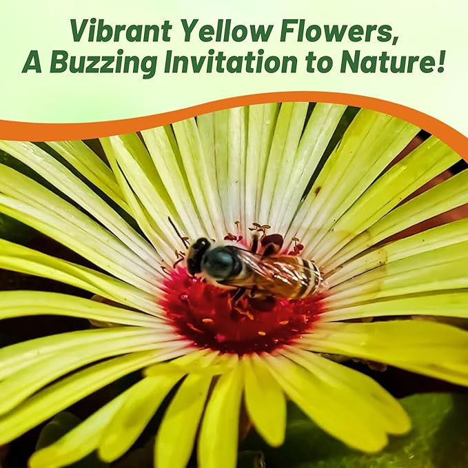 Outsidepride Gelato Yellow Ice Plant Seeds - 10000 Pcs Perennial, Drought Tolerant Ground Cover Seeds for Planting Vibrant Trailing Blooms, Ideal for Sunny Gardens & Xeriscape Landscaping