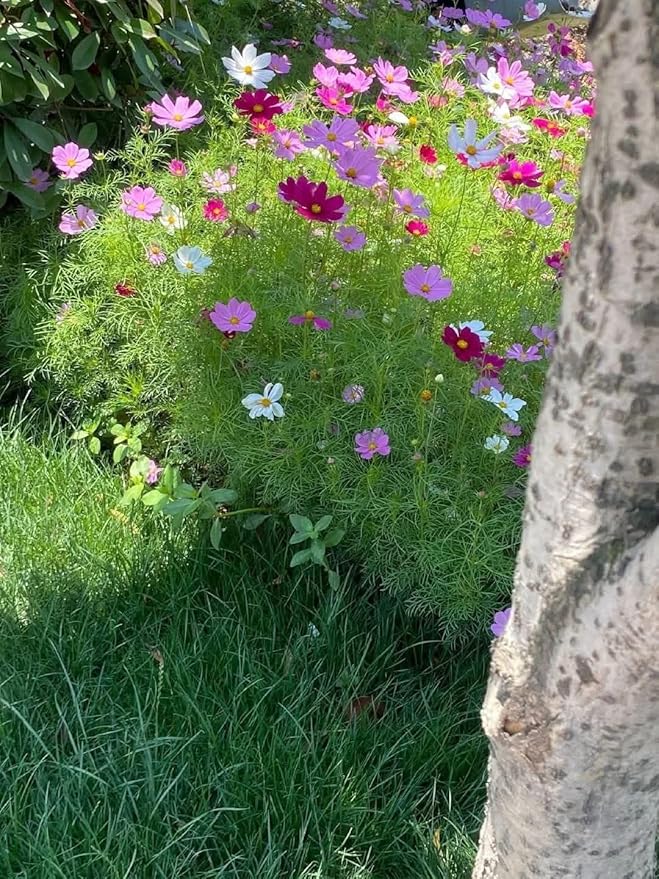 2000+ Cosmos Seeds – Easy to Grow Annual Flower Blend in Mixed Colors – Heirloom, Non-GMO, USA Grown – Throw and Grow Wild Flower Seeds for Garden and Landscaping