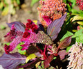 Celosia Cristata Seeds for Planting - 200 Celosia Cristata Seeds Multicolor Flower Seeds for Outdoor Home Garden Flower Seeds Gardening Supplies