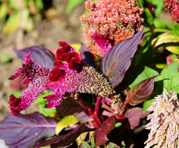 Celosia Cristata Seeds for Planting - 200 Celosia Cristata Seeds Multicolor Flower Seeds for Outdoor Home Garden Flower Seeds Gardening Supplies