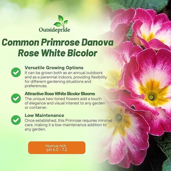 Outsidepride Danova Rose White Common Primrose Seeds - 50 Pcs Annual, Hardy, Easy to Grow & Low Maintenance Flower Seeds for Planting Vibrant Soft Blooms, for Containers, Borders & Erosion Control