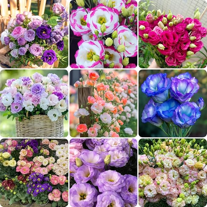 Exotic Lisianthus Flower Seeds – 25pcs Mixed Double Bloom Lisianthus Seeds, Annual Ornamental Flowers, Easy to Plant, Non-GMO for Garden & Pots